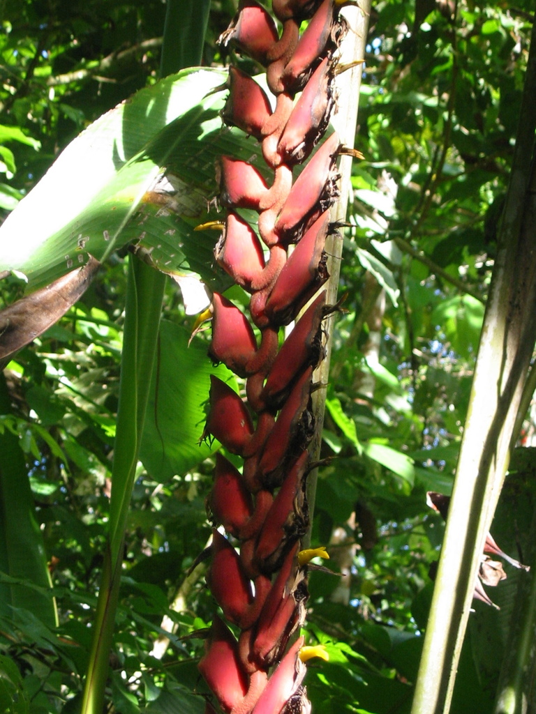 Heliconia stilesii