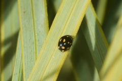 Coccinella leonina