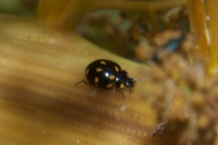 Coccinella leonina