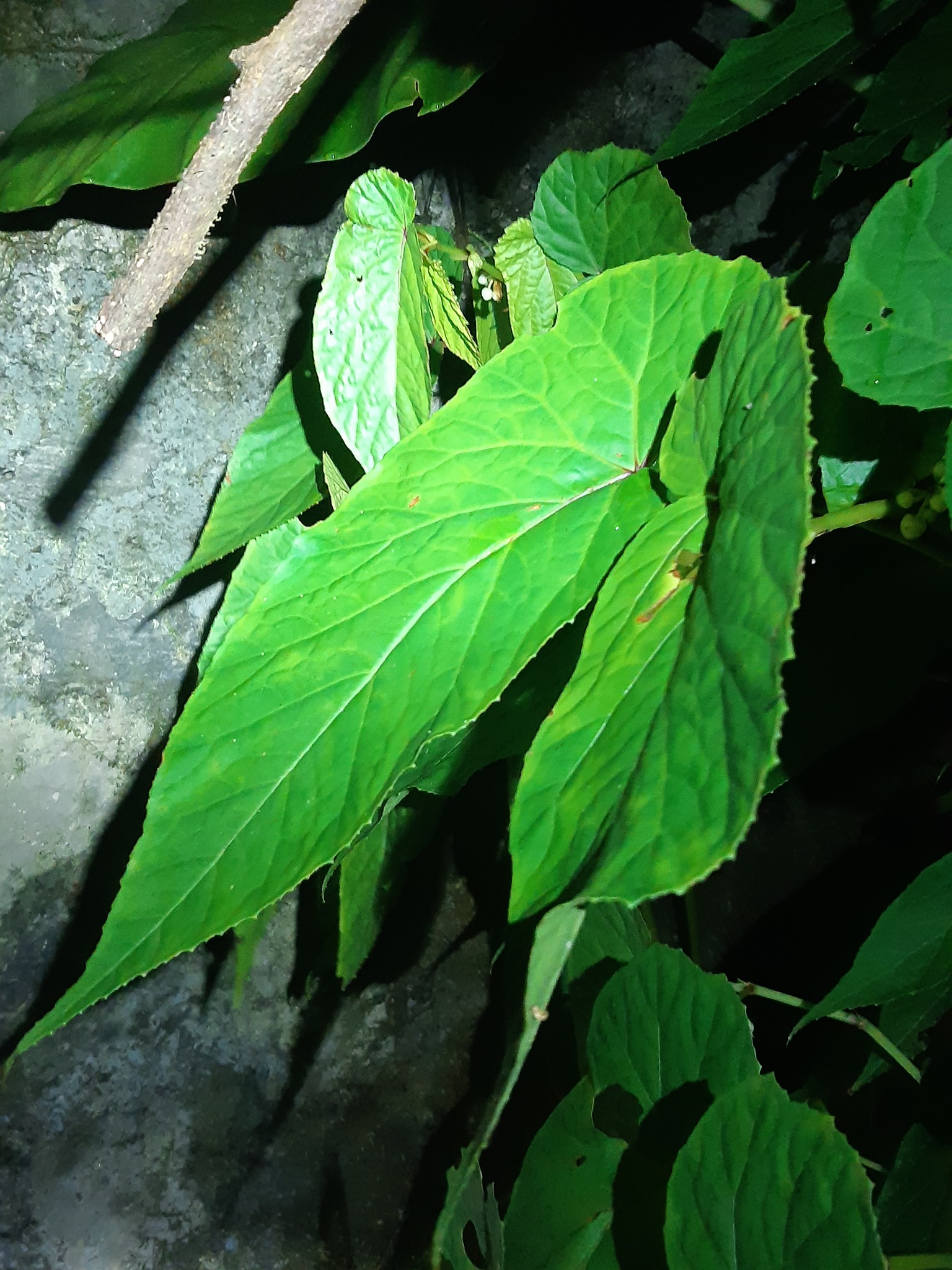 Begonia longifolia (Begonia longifolia)