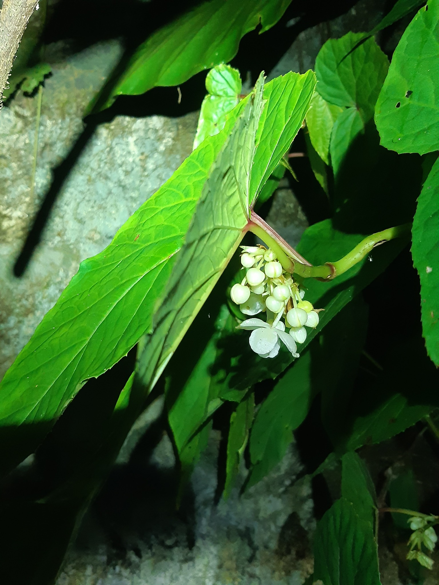 Begonia longifolia — ảnh 2