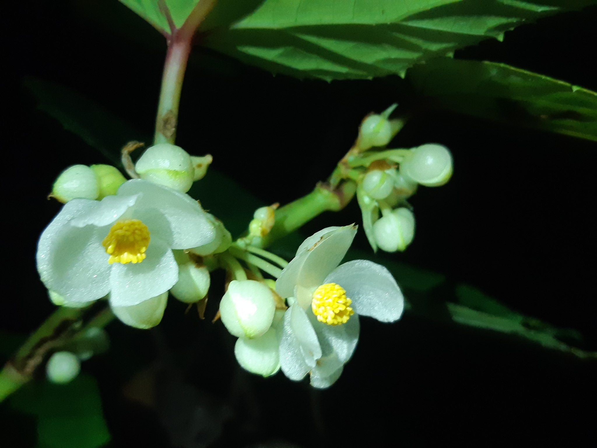 Begonia longifolia — ảnh 3