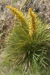 Aciphylla