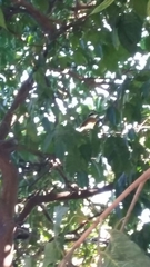 Pitangus sulphuratus