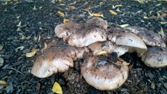 Tricholoma dryophilum