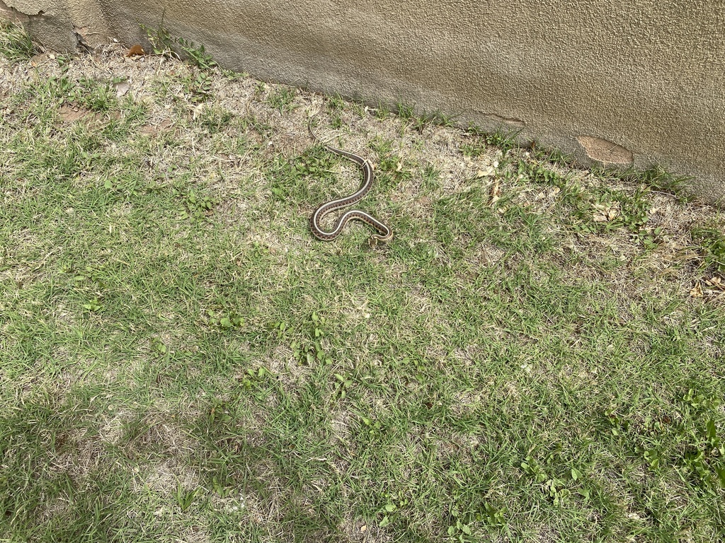 New Mexico Garter Snake from Guadalupe Trail NW, Los Ranchos de ...