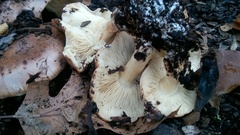 Tricholoma dryophilum