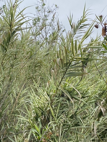 iNaturalist observation photo of giant reed