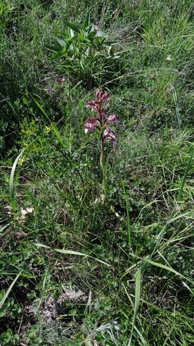 Image of Himantoglossum comperianum by (c) Sergey Cherkasov, some rights reserved (CC BY)