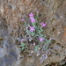 Petrocoptis grandiflora - Photo (c) Jorge Calvo Yuste, some rights reserved (CC BY-NC), uploaded by Jorge Calvo Yuste