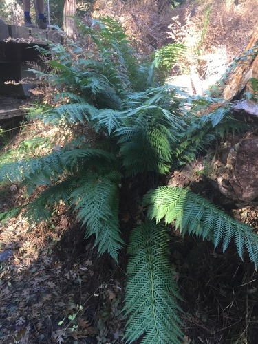 iNaturalist observation photo of giant chain fern