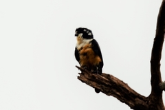 Microhierax fringillarius