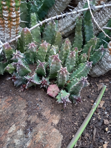 Ceropegia clavigera