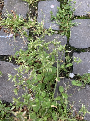 rožec klbkatý (Cerastium glomeratum)