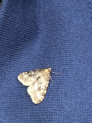 Operophtera occidentalis