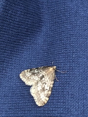 Operophtera occidentalis