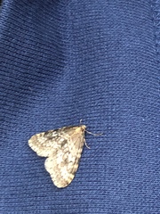 Operophtera occidentalis