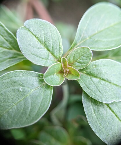 Mat amaranth (Amaranthus blitoides)