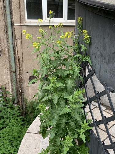 huľavník Loeselov (Sisymbrium loeselii)