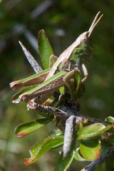 Sigaus campestris