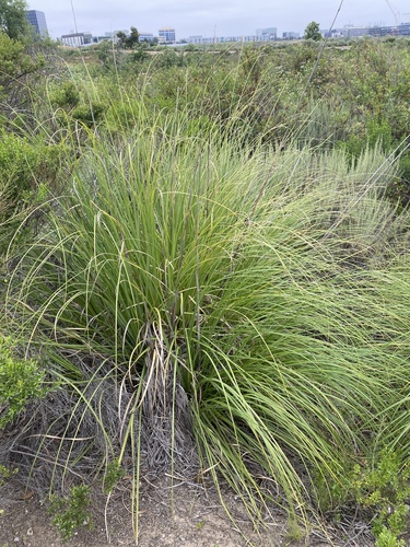 iNaturalist observation photo of Pampas Grass