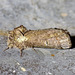 Coelodasys errucata - Photo (c) David G. Barker,  זכויות יוצרים חלקיות (CC BY-NC), הועלה על ידי David G. Barker