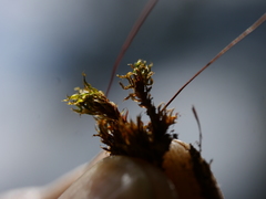 Rosulabryum subtomentosum