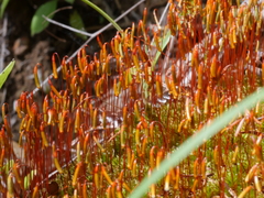 Rosulabryum subtomentosum