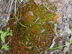 Rosulabryum subtomentosum