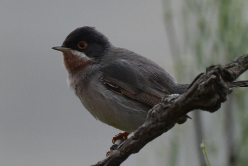Menetries's Warbler (Curruca mystacea), photo 6