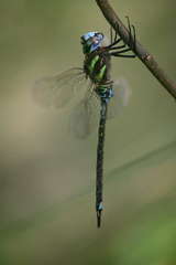 Rhionaeschna psilus