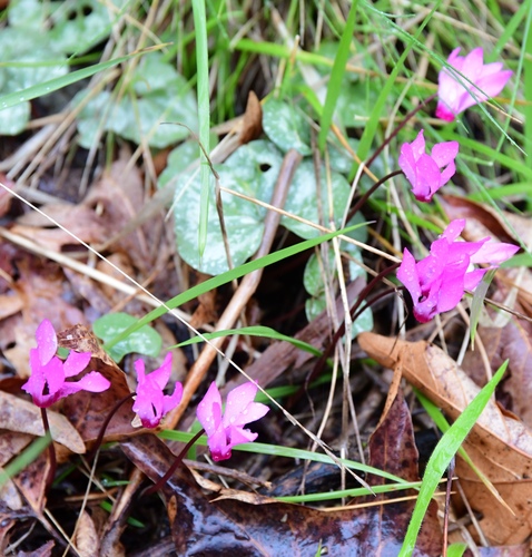 Image of Cyclamen rhodium by (c) milan kořínek, some rights reserved (CC BY)