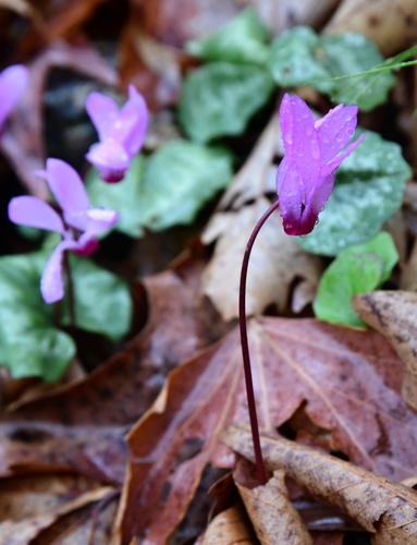 Image of Cyclamen rhodium by (c) milan kořínek, some rights reserved (CC BY)
