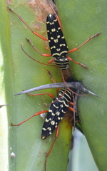 Placosternus erythropus