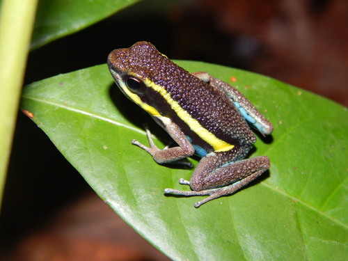 Peru Poison Frog