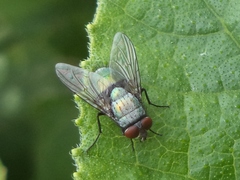 Lucilia sericata