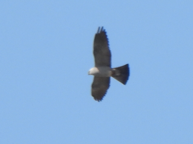 Mississippi Kite From Lewisville Tx Usa On May At Am