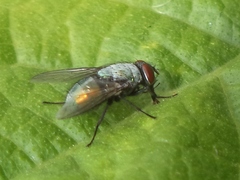 Lucilia sericata