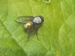 Lucilia sericata