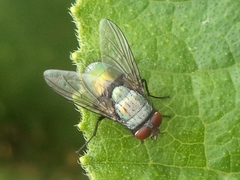 Lucilia sericata