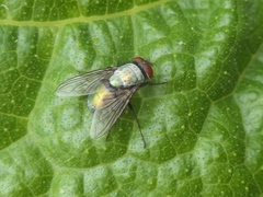 Lucilia sericata