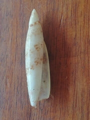 Terebellum terebellum