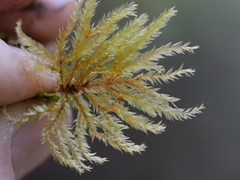 Hypnodendron arcuatum