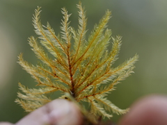 Hypnodendron arcuatum