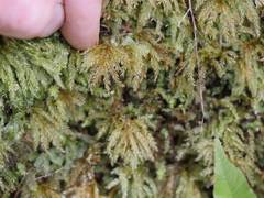 Hypnodendron arcuatum
