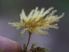 Hypnodendron arcuatum