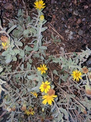 Heterotheca villosa villosa