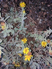 Heterotheca villosa villosa