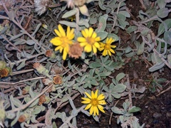 Heterotheca villosa villosa