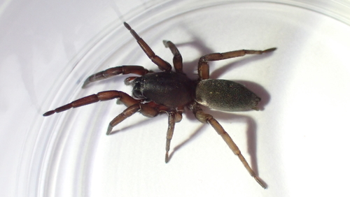 Haplodrassus macellinus